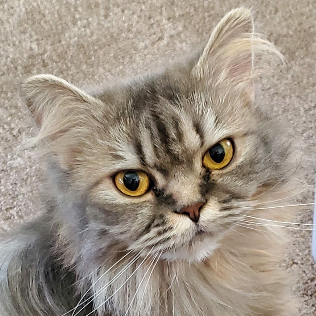 Carlas Royal Persians & Himalayans | Fairview Ave, St Thomas, ON N5R 4X7, Canada | Phone: (548) 888-9924