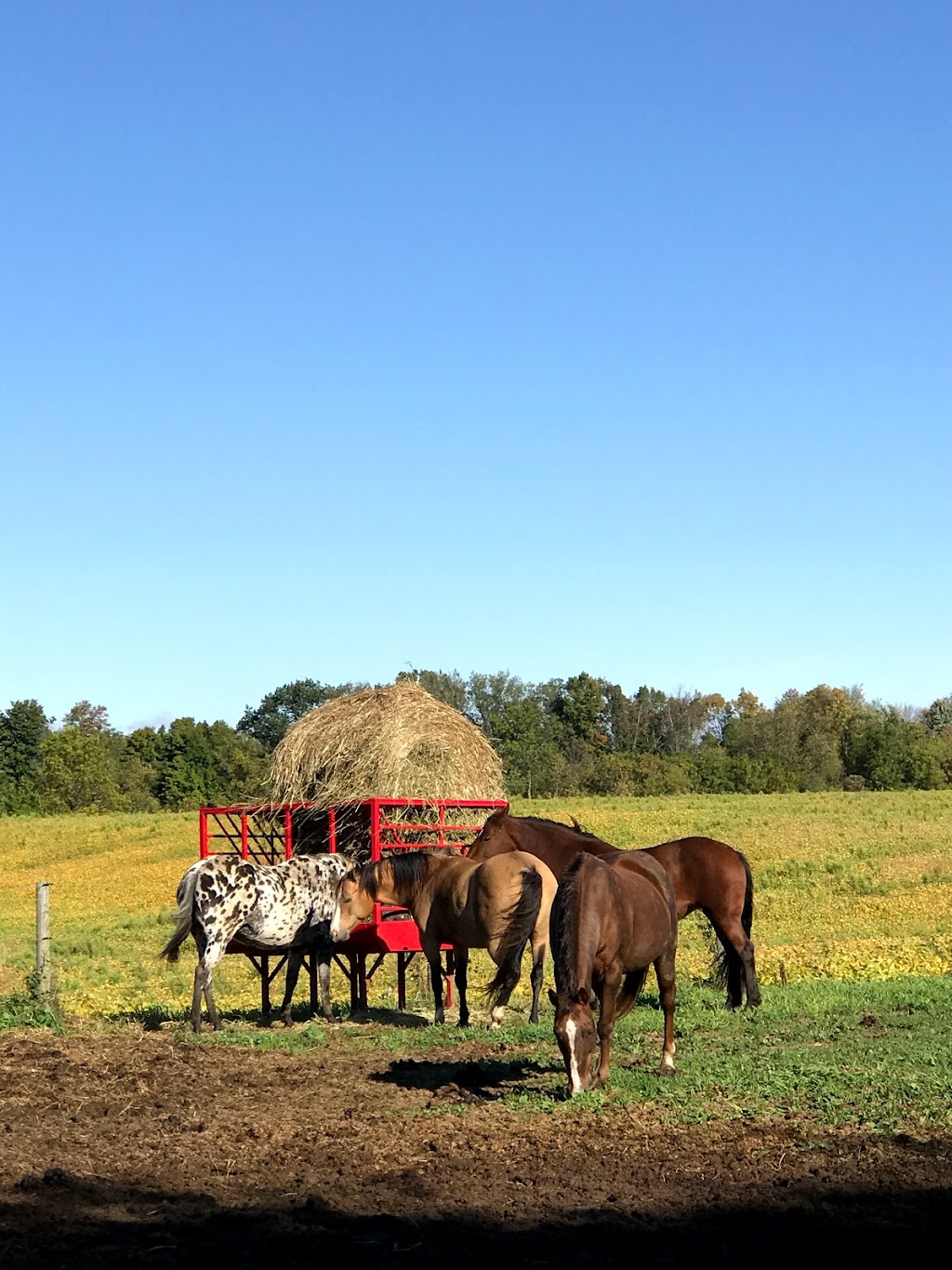 Vanwell Stables | 112 Big Creek Rd, Caledonia, ON N3W 2G9, Canada | Phone: (519) 802-5365