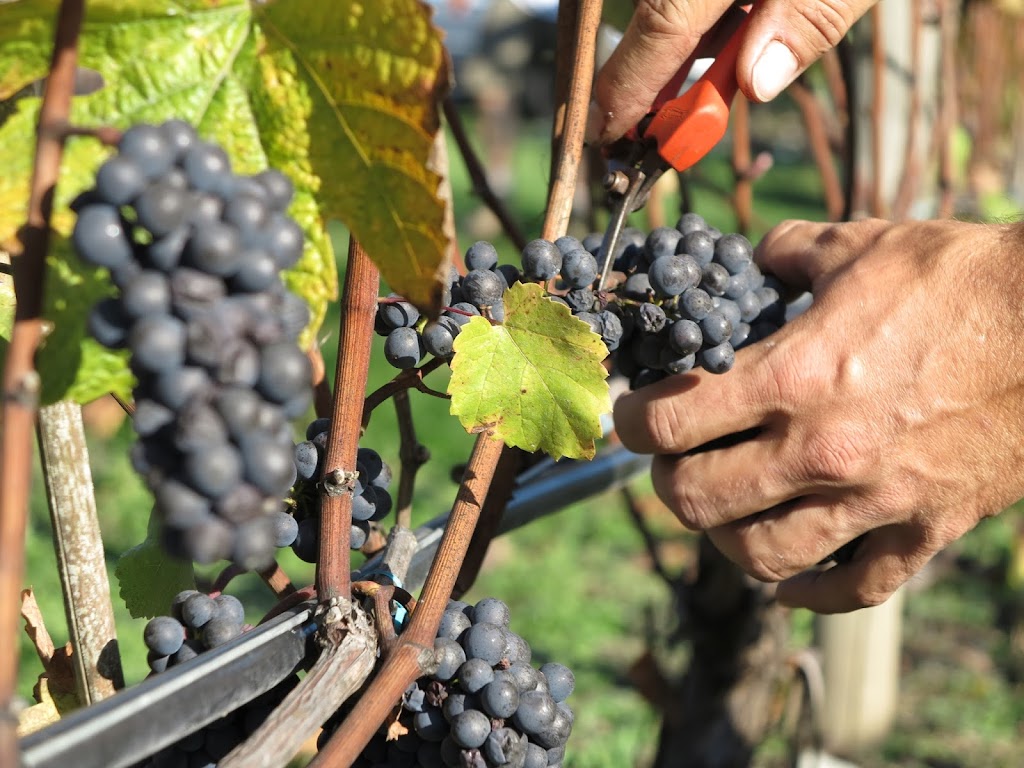 Emandare Vineyard | 6798 Norcross Rd, Duncan, BC V9L 6C3, Canada | Phone: (250) 597-4075