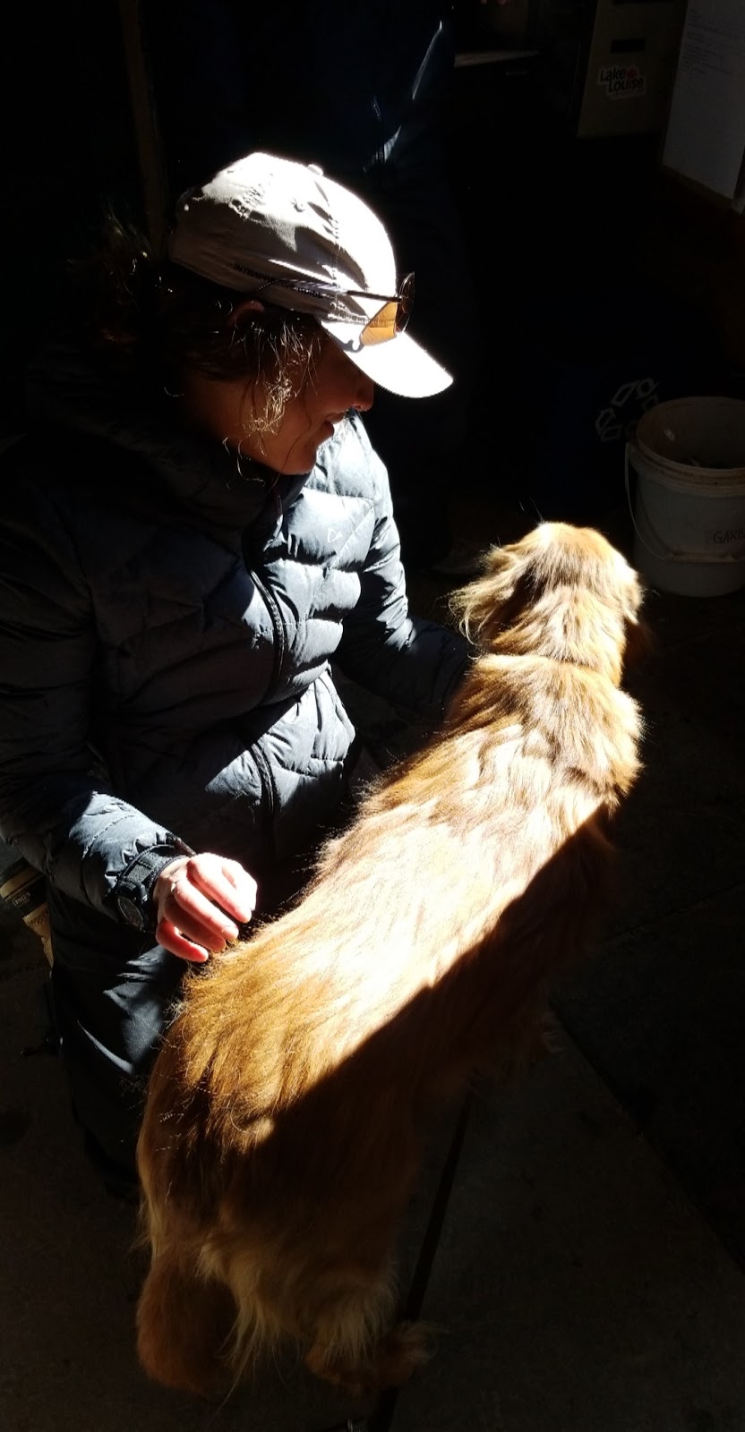 Gull River Veterinary Services | 6826 ON-35, Coboconk, ON K0M 1K0, Canada | Phone: (705) 454-1664