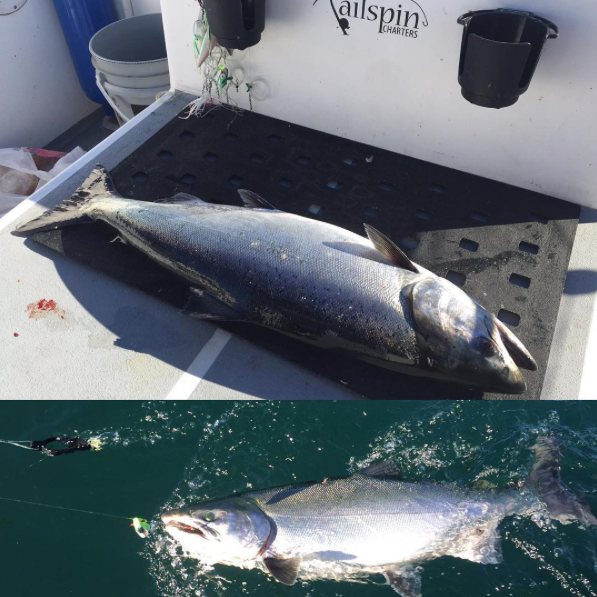 Fishing Charters Victoria TailSpin Charters | 4901 East Sooke Road, Sooke, BC V9Z 1B6, Canada | Phone: (250) 514-7000