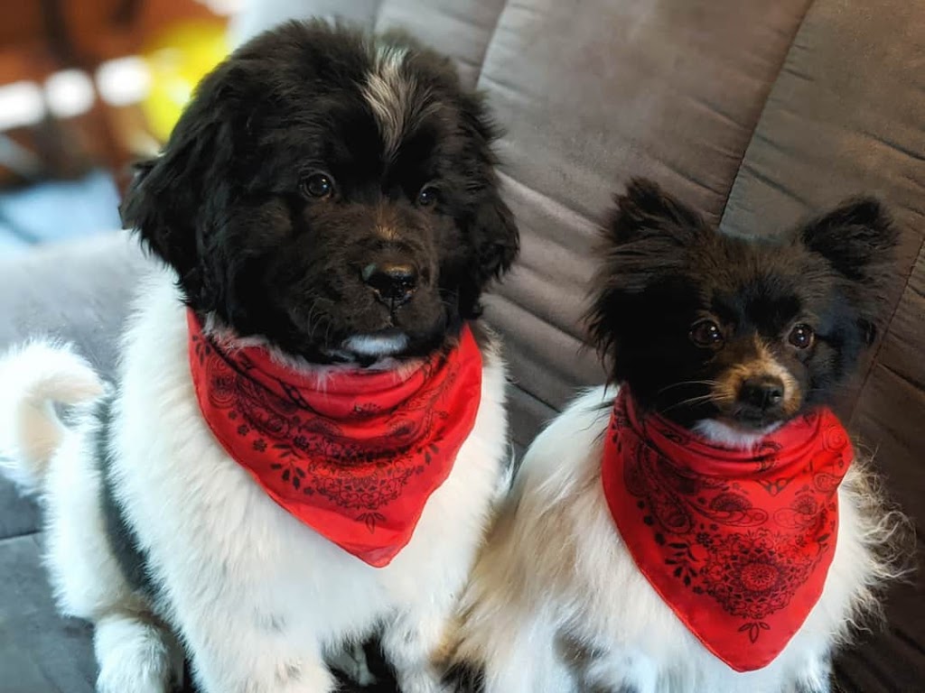 Norwood Veterinary Services | 4248 Hwy 7, Norwood, ON K0L 2V0, Canada | Phone: (705) 639-2333