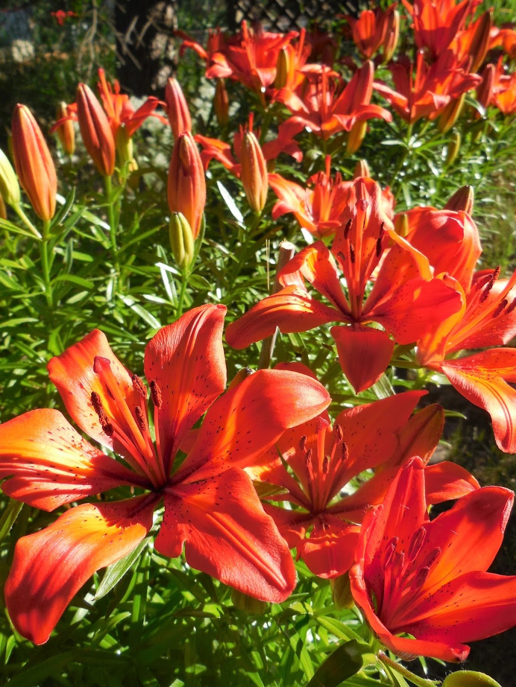 Perennial Plants in Pots | 69-52059, Range Rd 220, AB T8E 1B9, Canada | Phone: (780) 901-6040