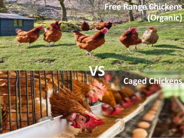 Heidis Organic Homestead | 229 Cowling Rd, Roseneath, ON K0K 2X0, Canada | Phone: (905) 207-4169