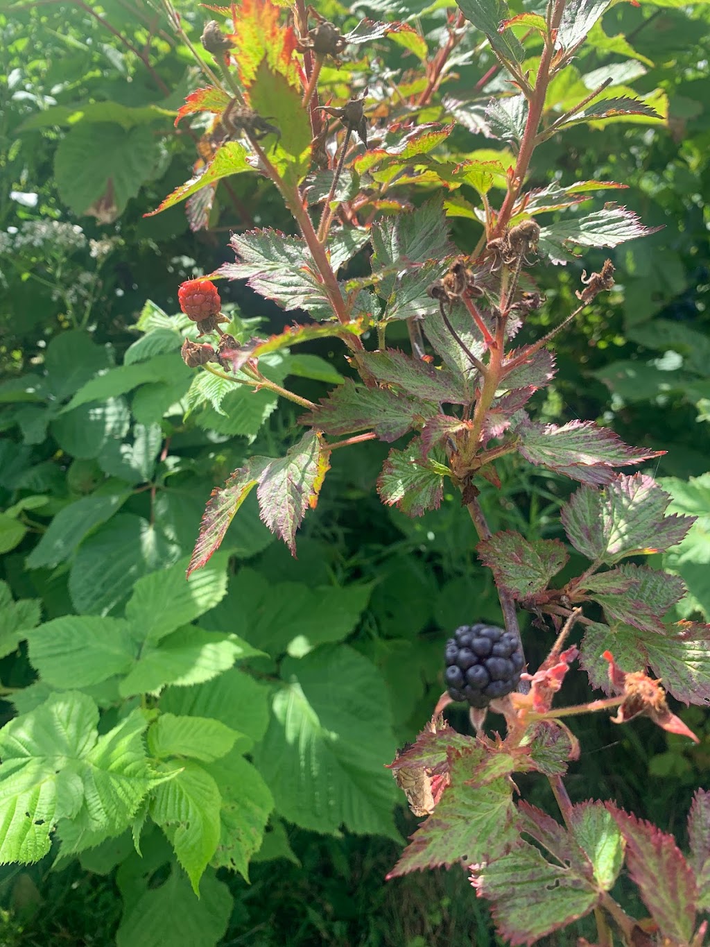 Wheatleys Raspberries | 630 Suffolk Rd, Dunstaffnage, PE C1C 0P6, Canada | Phone: (902) 566-5606
