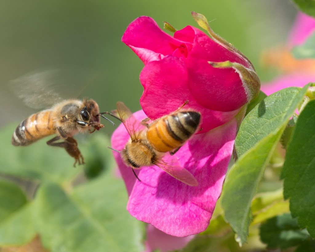The Honey Mill | 58065 530 Ave E, High River, AB T1V 1M6, Canada | Phone: (403) 652-7647