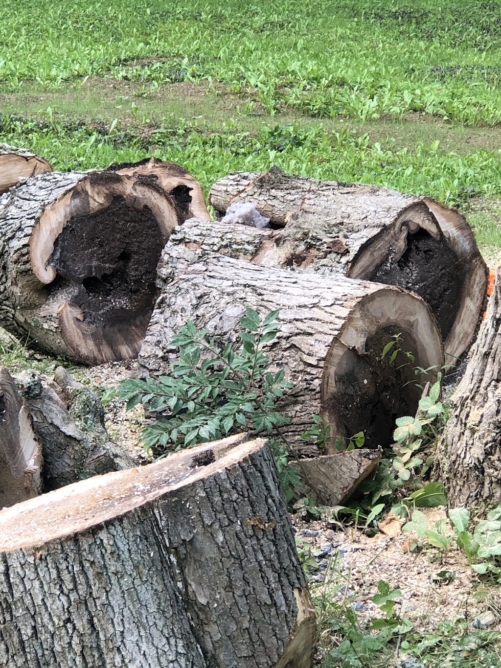 Tanglewood Tree Service | Mount Uniacke, NS B0N 1Z0, Canada | Phone: (902) 483-3632
