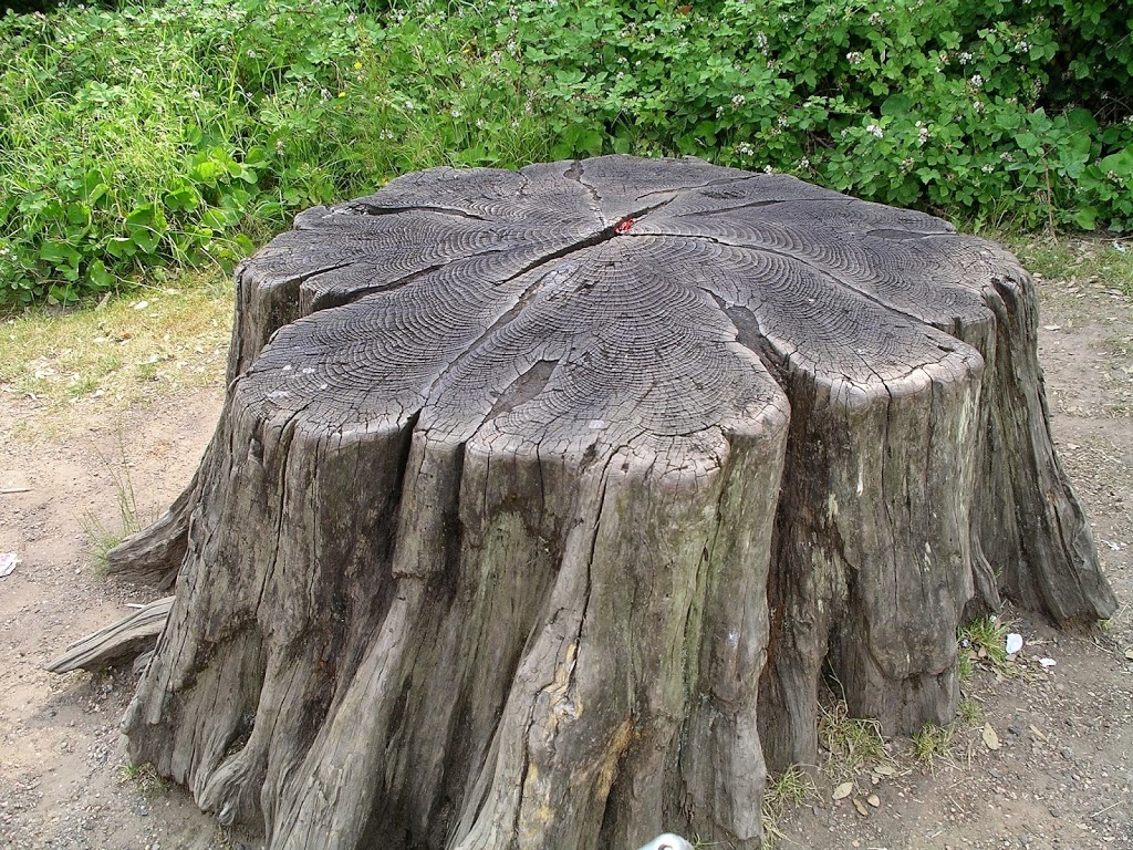 Mississauga Stump Removal | 82 Fountainbridge Dr, Bolton, ON L7E 1V6, Canada | Phone: (647) 448-2395
