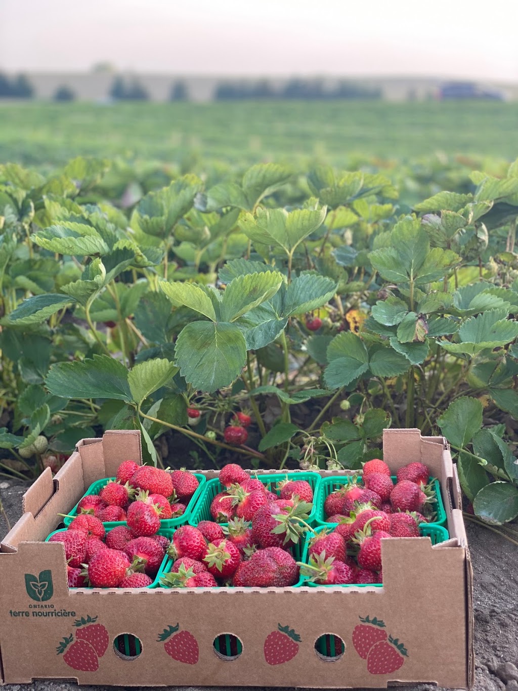 Pinehill Farms | 2662 Huron Rd, New Hamburg, ON N3A 3C9, Canada | Phone: (519) 897-7047