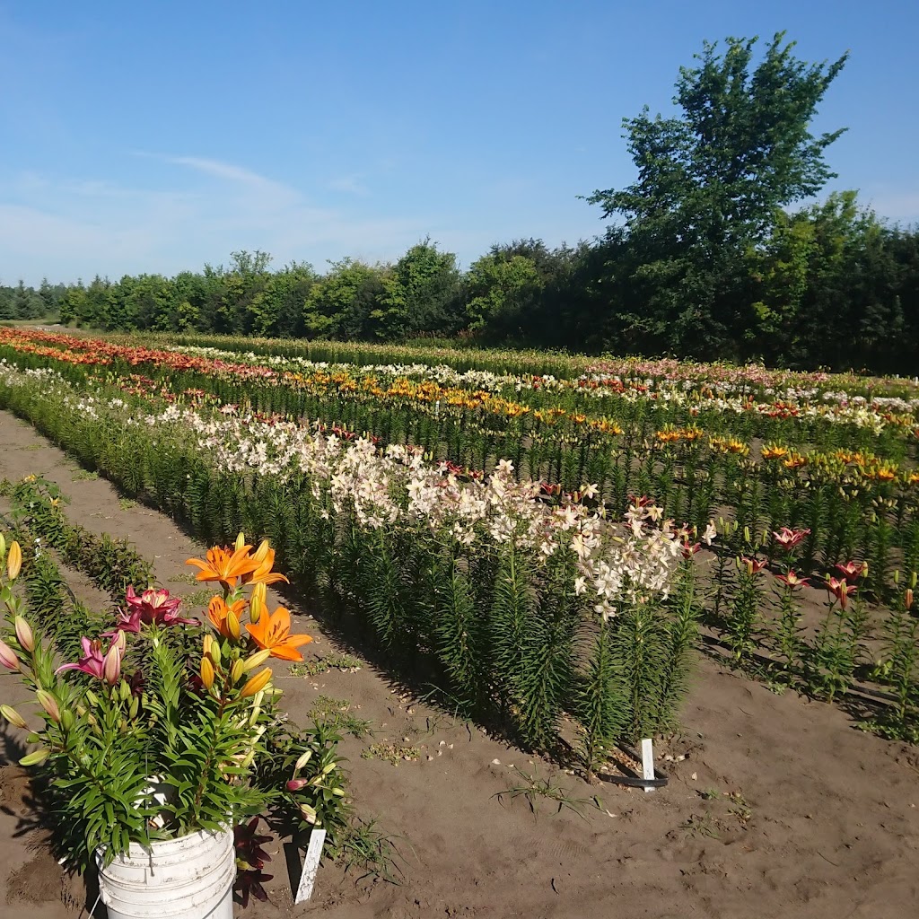 The Lily Nook | 80098 Hwy 5 South, Neepawa, MB R0J 1H0, Canada | Phone: (204) 476-3225