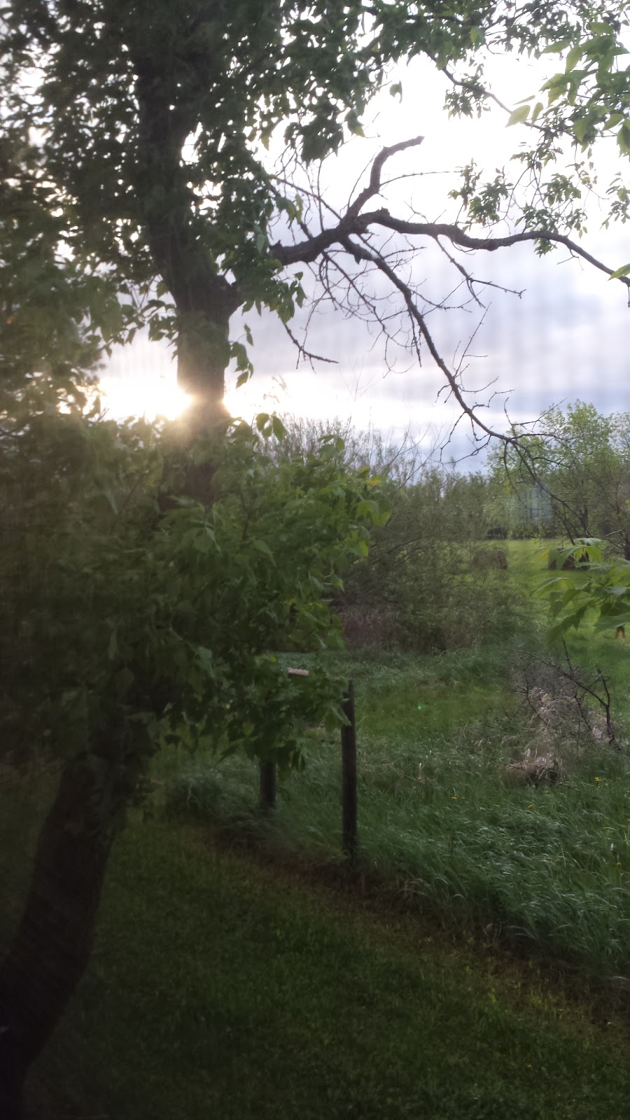 Minerva Tree Farms and Nursery | 108041 8 Pth, Gimli, MB R0C 1B0, Canada | Phone: (204) 642-8643