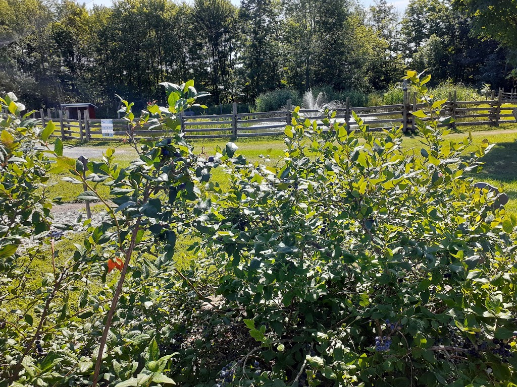 Bleuetière et Érablière Giard | 15 Chemin Giard, Granby, QC J2H 0T1, Canada | Phone: (450) 372-6320