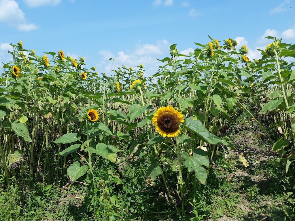 Andrews’ Scenic Acres & Scotch Block Winery | 9365 10 Side Rd, Milton, ON L9T 2X9, Canada | Phone: (905) 878-5807