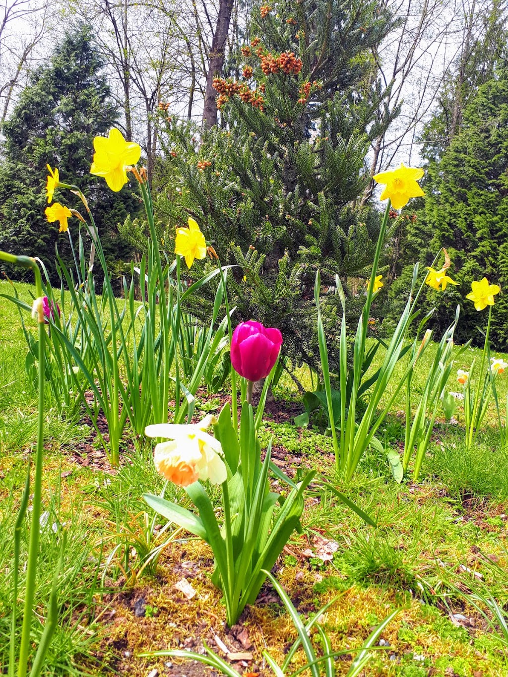 Charles Rummel Park | 3325 Piper Ave, Burnaby, BC V5A 2A8, Canada | Phone: (604) 294-7450