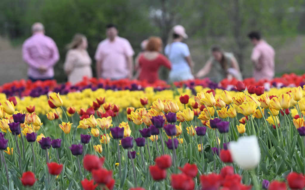 Tulipes.ca | 1201 Chem. du Général Vanier, Boucherville, QC J4B 5E4, Canada | Phone: (833) 885-4737