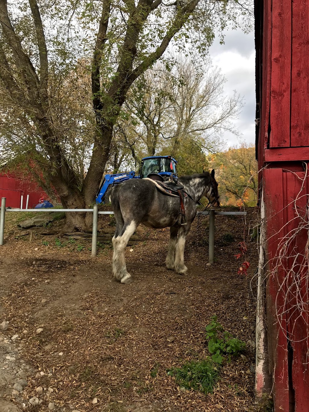 Captiva Farms Horseback Riding | 189 Chemin de la Montagne, Wakefield, QC J0X 3G0, Canada | Phone: (819) 459-2769