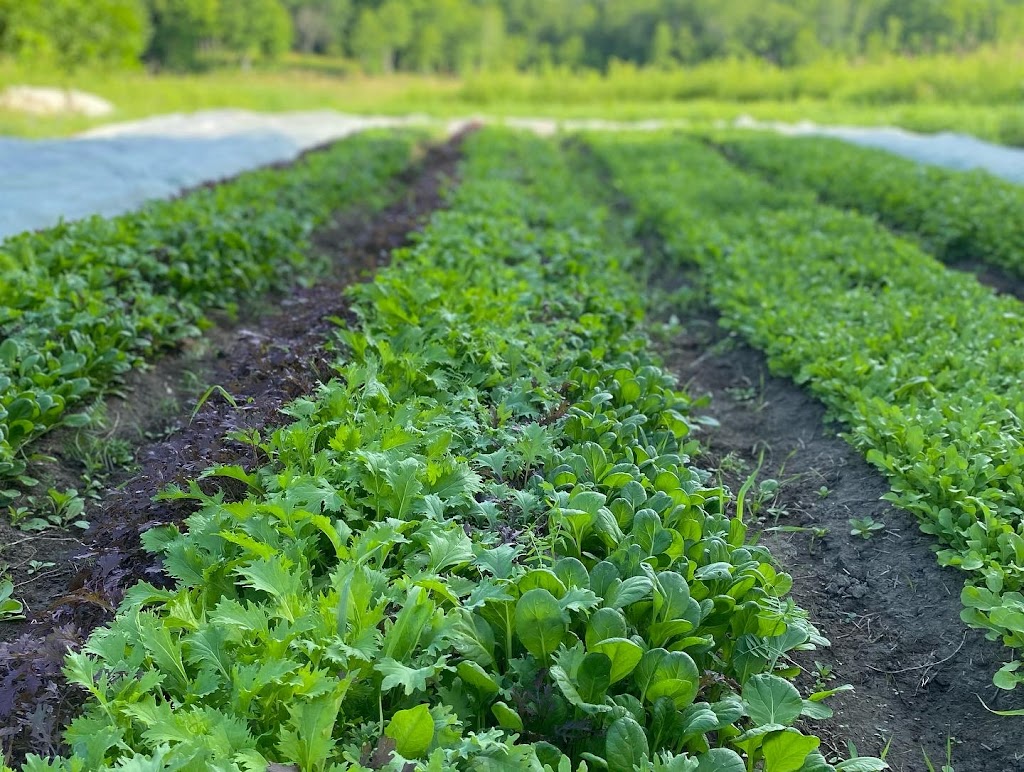 Fen Valley Farm | 1361 Tryon Rd, Sharbot Lake, ON K0H 2P0, Canada | Phone: (519) 770-2897