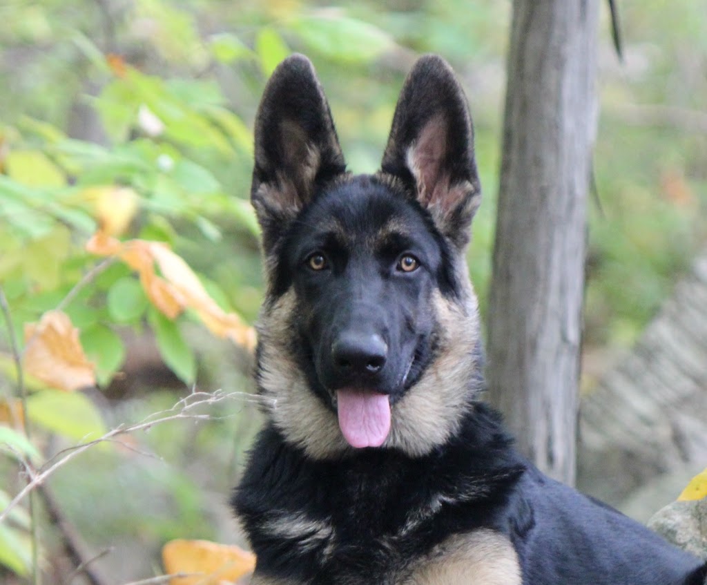 Protection Canine Mirabel | 5300 Chem. Clément-Pesant, Mirabel, QC J7N 2Y9, Canada | Phone: (450) 258-4280