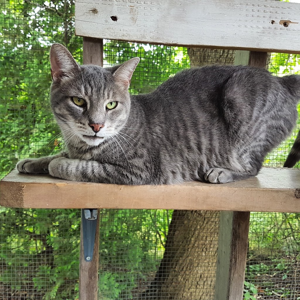 Blue Mountains Animal Shelter | 131 King St W, Thornbury, ON N0H 2P0, Canada | Phone: (519) 599-5289