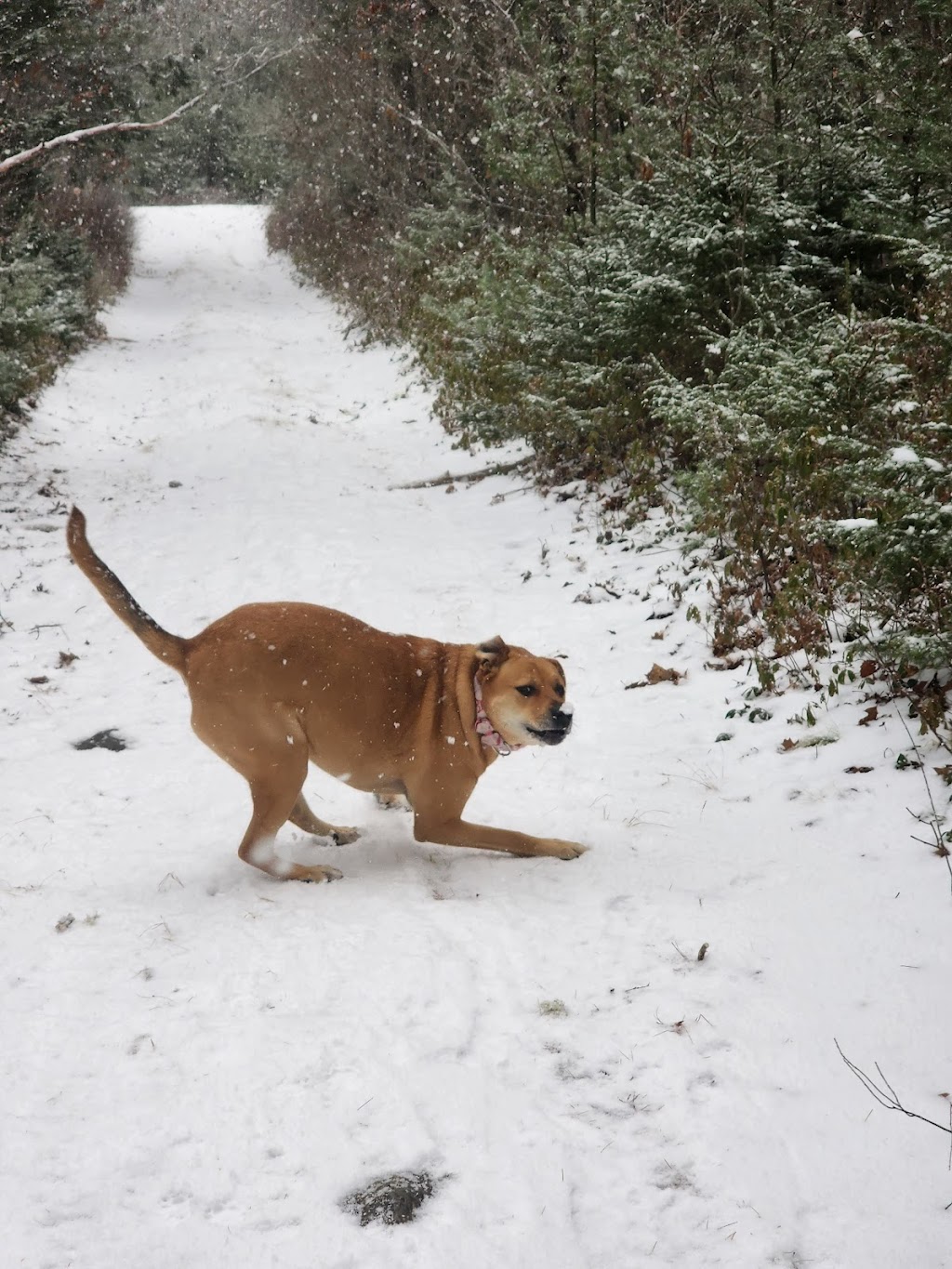 Danesville Canine Daycare | 41 Burgoyne Rd, Danesville, NS B4V 8P5, Canada | Phone: (902) 521-1302