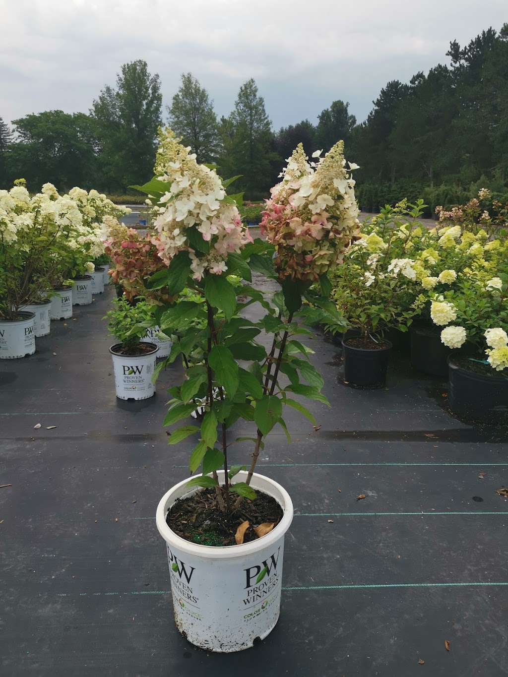 NVK Nurseries | 1155 ON-5, Dundas, ON L9H 5E2, Canada | Phone: (905) 628-0112