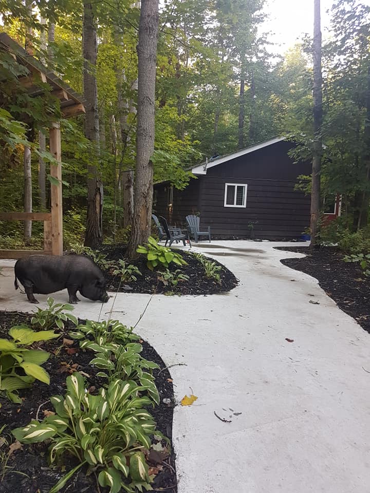Muskoka Beer Spa | 1006 Clear Lake Rd, Torrance, ON P0C 1M0, Canada | Phone: (705) 571-1814