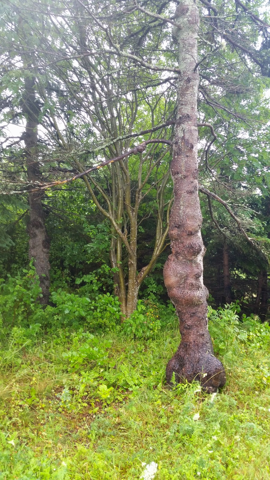 Forest Hills Disc & Golf Course | 286 Forest Hills Ln, Hunter River, PE C0A 1N0, Canada | Phone: (902) 963-2887