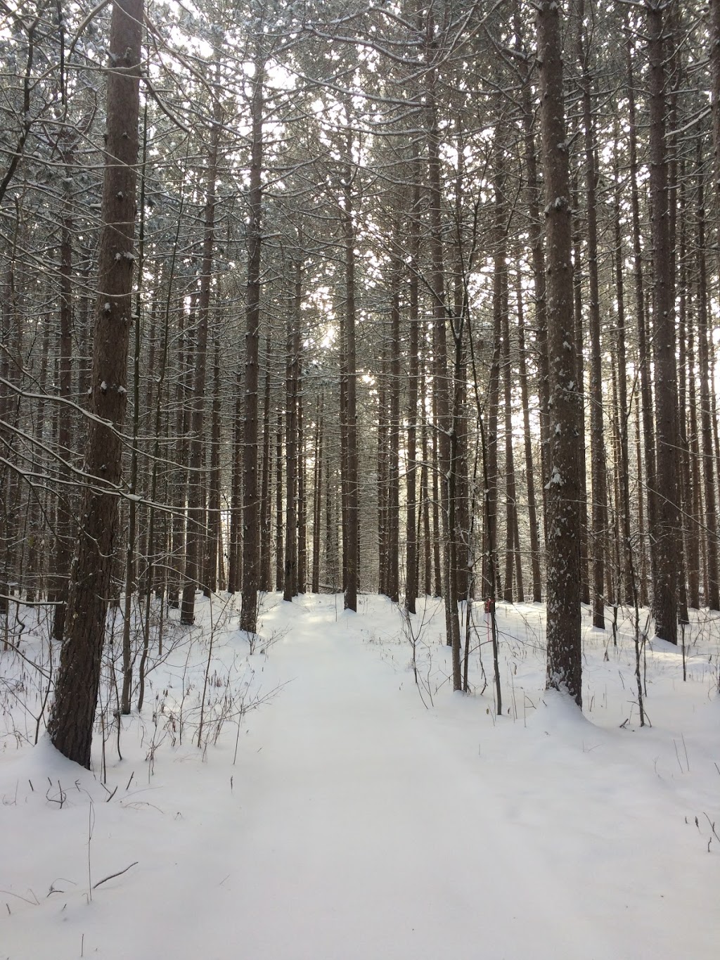 Robert Graham Conservation Area | 10361 County Rd 18, Brinston, ON K0E 1C0, Canada | Phone: (877) 984-2948