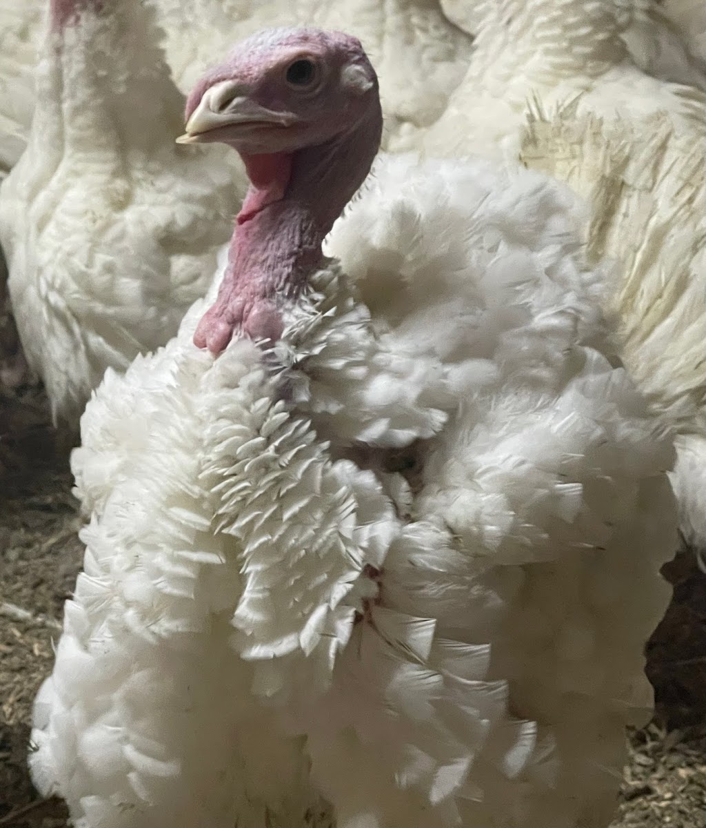 Ferme JLH inc | 211 Rang Sainte-Sophie, Oka, QC J0N 1E0, Canada | Phone: (450) 479-8762