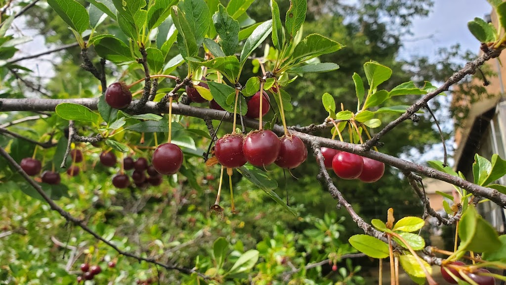Bruno Cherry Sunday (Festival) | Ursuline Ave, Bruno, SK S0K 0S0, Canada | Phone: (306) 369-2514