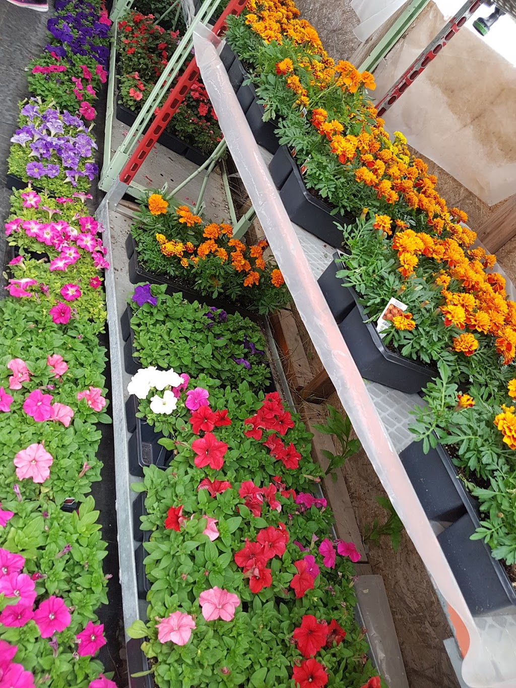 L & L Market | 101 Lancaster St W, Kitchener, ON N2H 4T4, Canada | Phone: (519) 742-2563