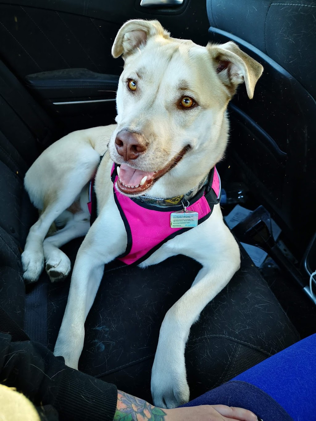 South Valley Veterinary Hospital | 10412 BC-97, Osoyoos, BC V0H 1V2, Canada | Phone: (250) 495-6760