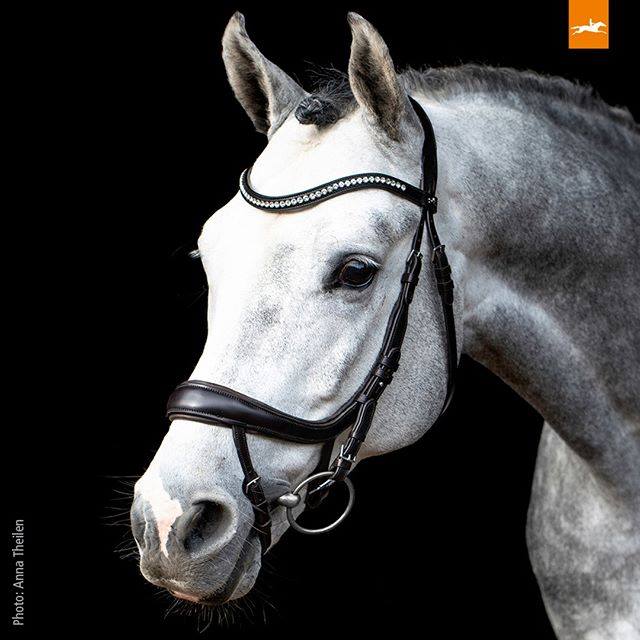 Boutique Equestre Epona | 1620 Chemin Bourbonnière, Mirabel, QC J7N 3A6, Canada | Phone: (833) 962-1326