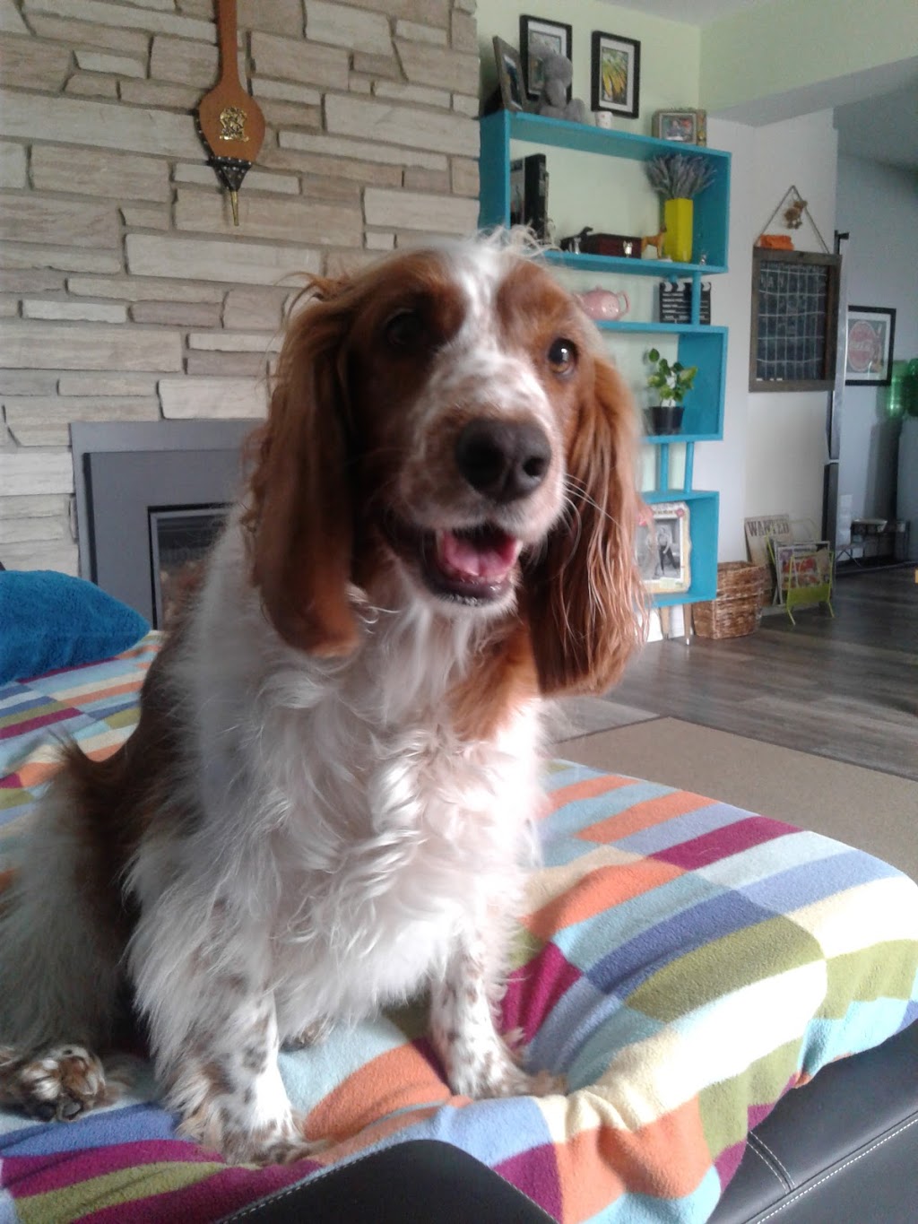 Prima Dogga Dog Walking Services | 18 Bayly Dr, Paris, ON N3L 2P9, Canada | Phone: (416) 434-3652