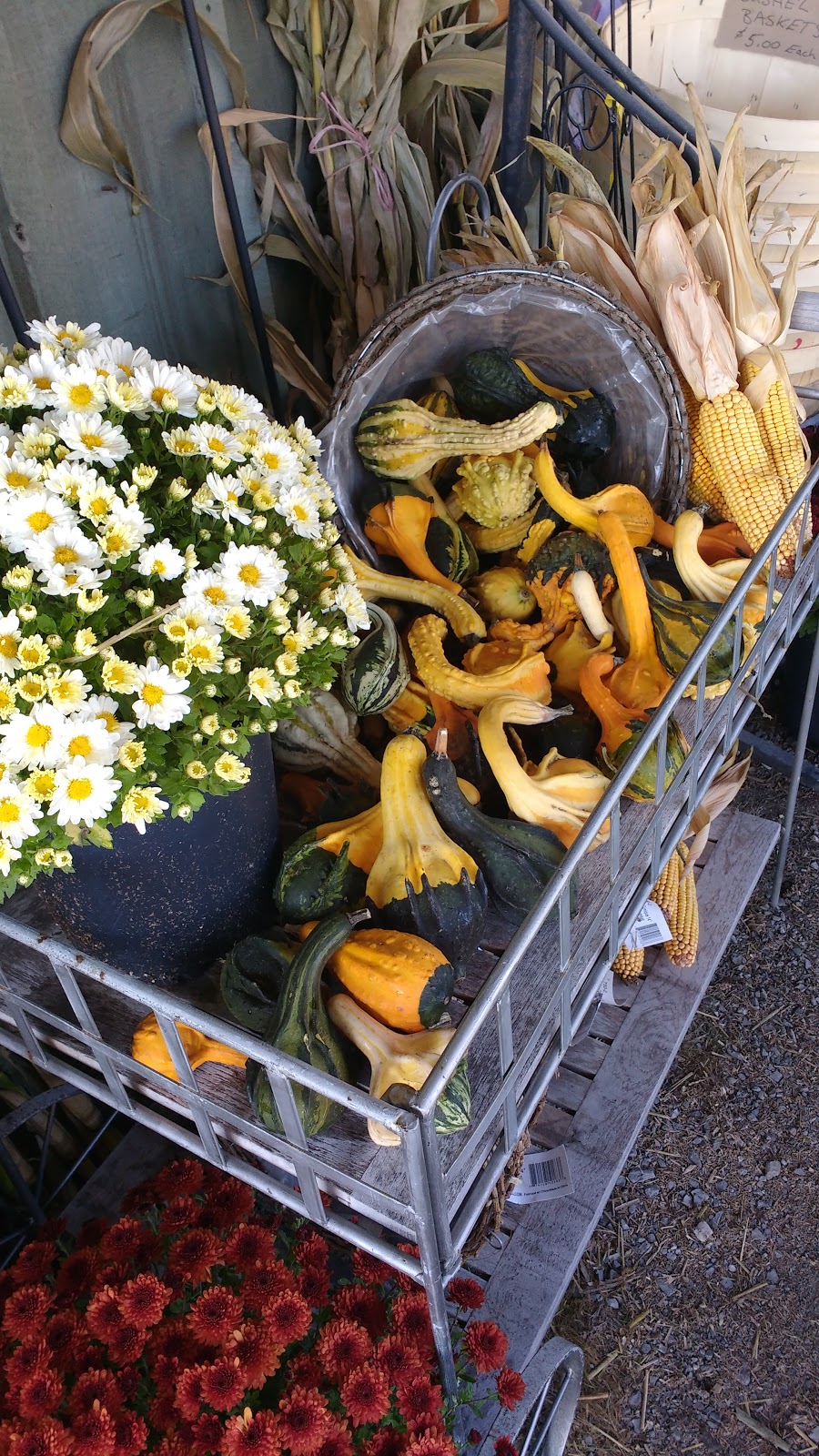 Silverbrooke Garden Centre | 3071 Rutledge Rd, Sydenham, ON K0H 2T0, Canada | Phone: (613) 376-7632