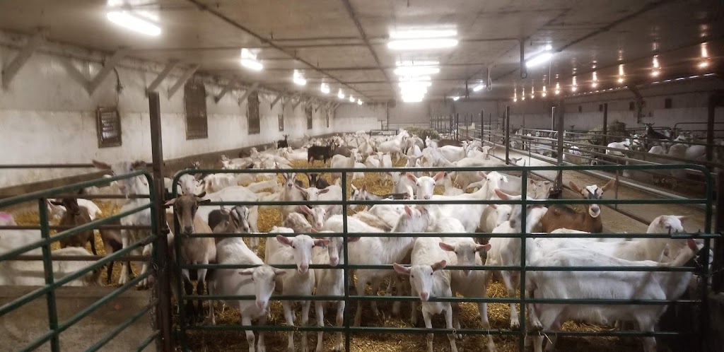 Bizarre Beasts Hoof Trimming | 458 Cambray Rd, Cambray, ON K0M 1E0, Canada | Phone: (705) 340-1869