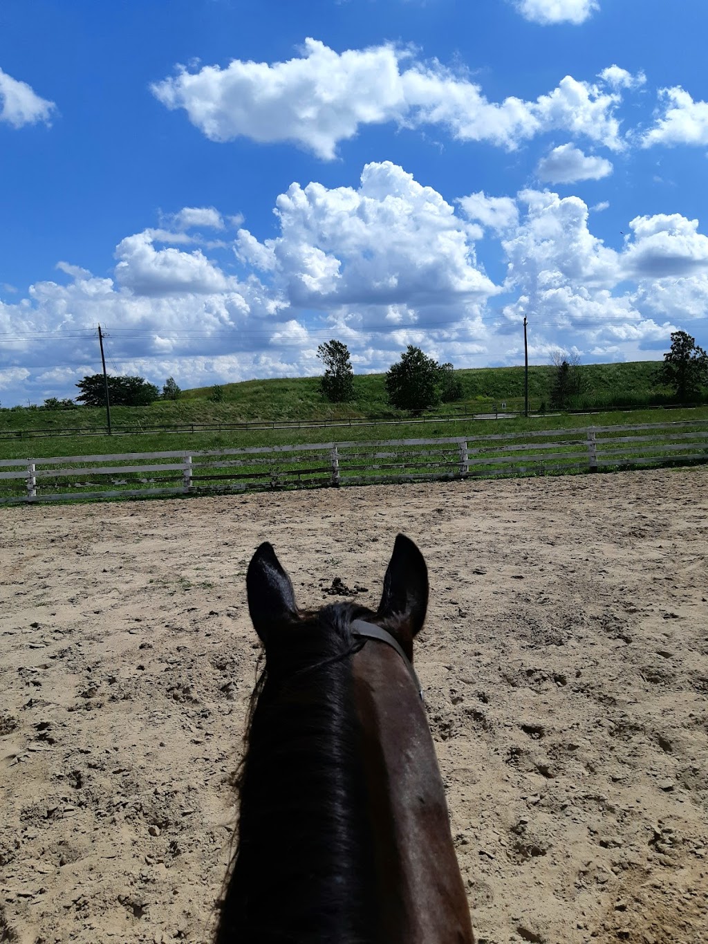 Ophelia Equine Services | 282 Sobie Rd, Grimsby, ON L3M 4E7, Canada | Phone: (647) 969-5324