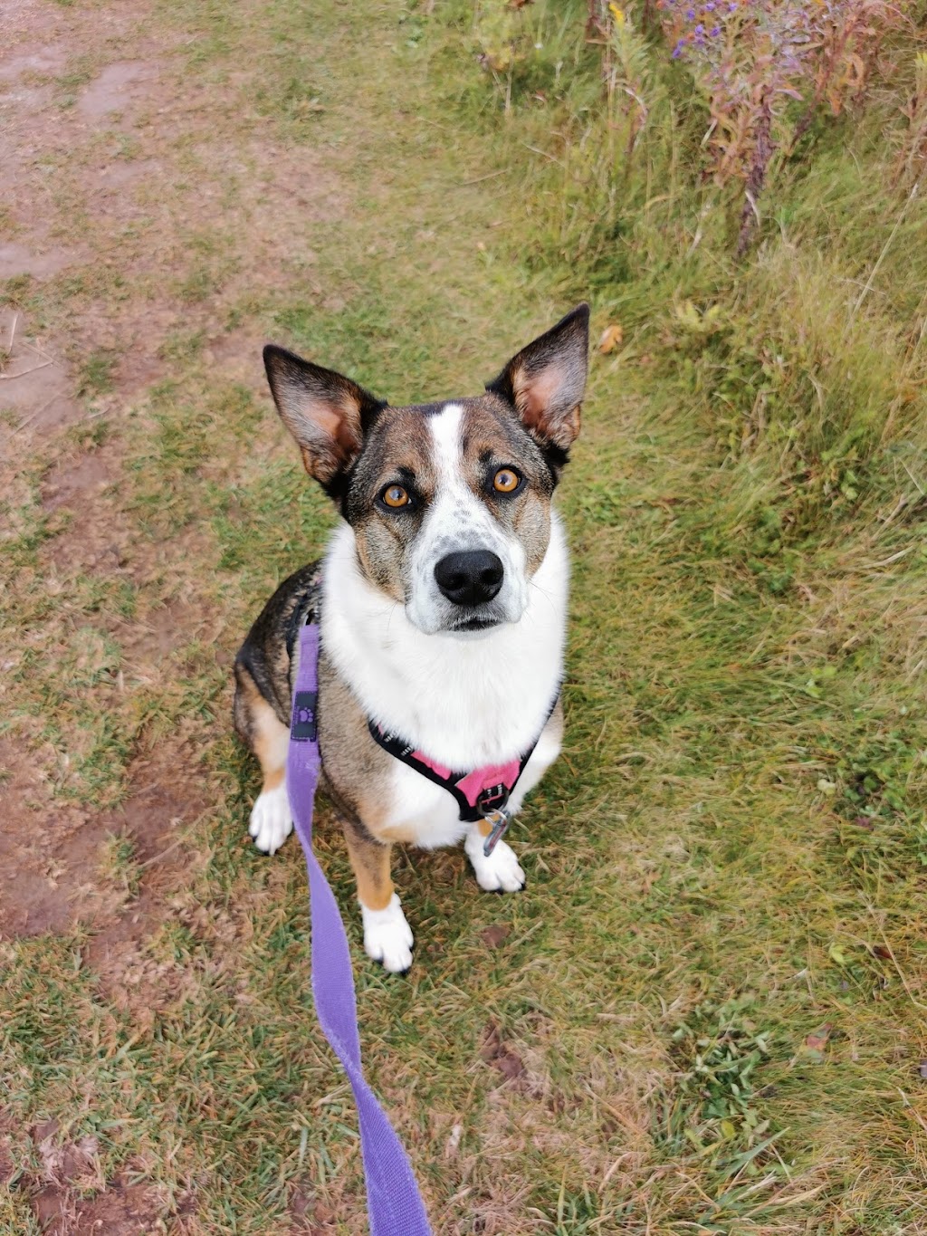 Northern Creek Pets | 110 Hunter Rd, Orangeville, ON L9W 5C2, Canada | Phone: (519) 943-4687