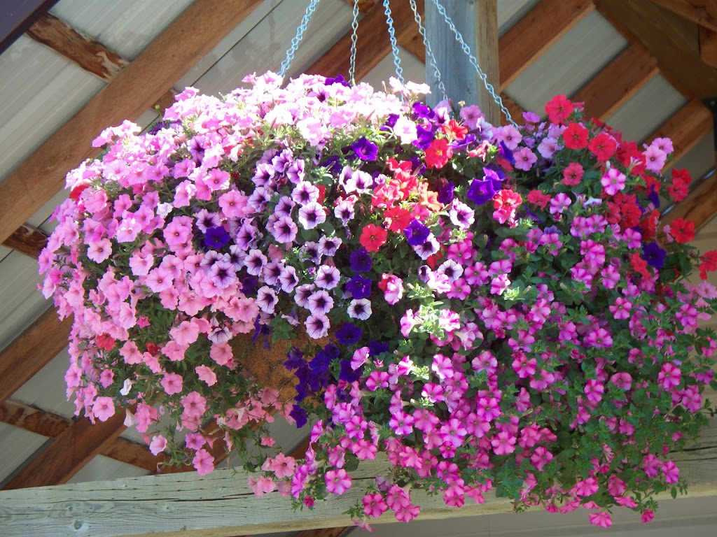Fernie Garden Centre | 6283 Olivia Rd, Fernie, BC V0B 1M5, Canada | Phone: (250) 423-3666