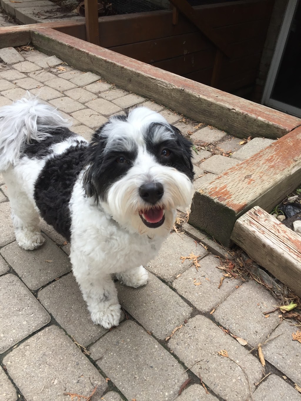 Healthy Houndz Dog Services | 258 Haddington Ave, North York, ON M5M 2P9, Canada | Phone: (416) 450-4235