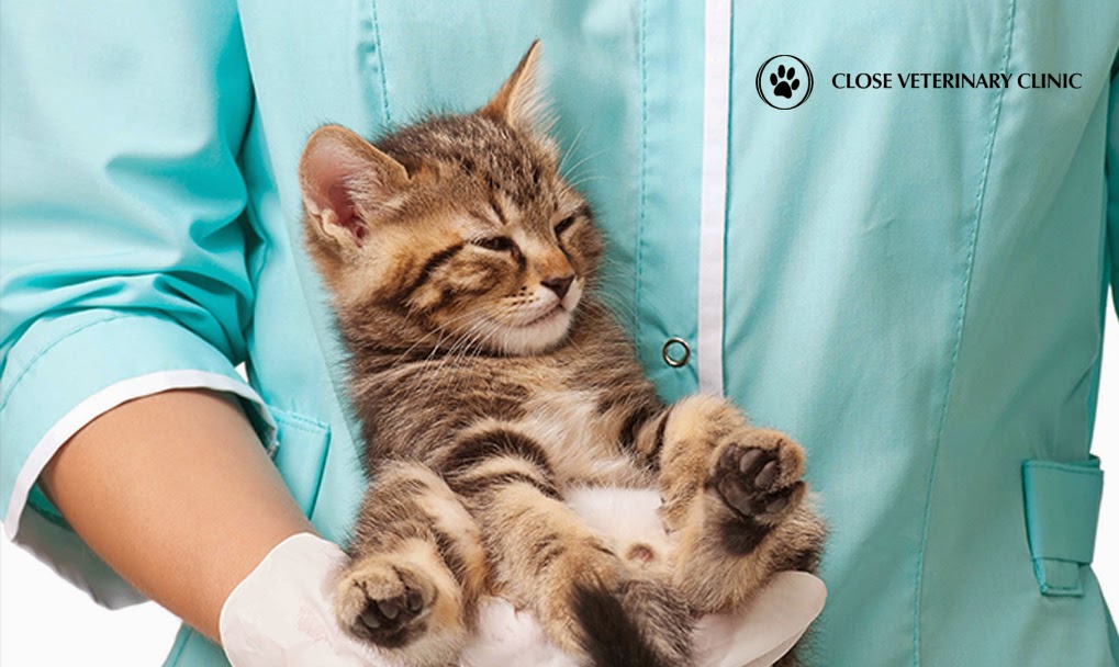 Close Veterinary Clinic | 162 McIntyre Dr, Kitchener, ON N2R 1E8, Canada | Phone: (519) 893-8937