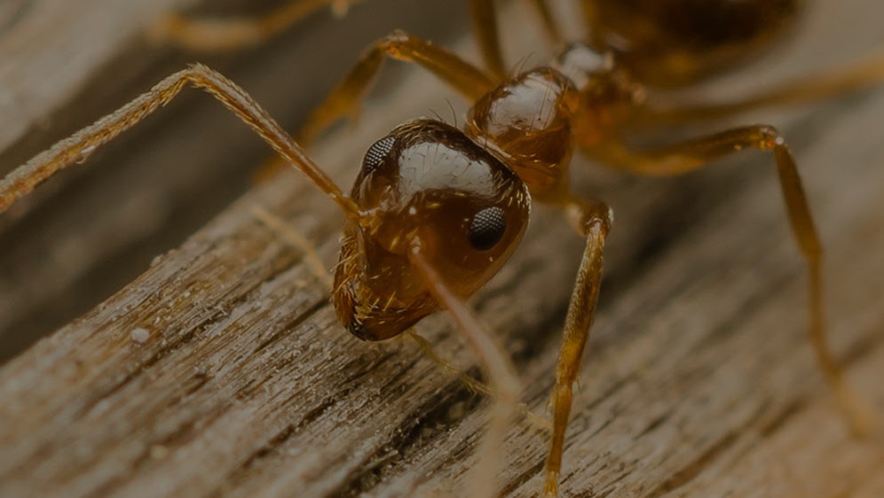 AVID PEST - Waterloo Pest Control | 245 Chandler Dr #3, Kitchener, ON N2E 1H3, Canada | Phone: (226) 336-1140