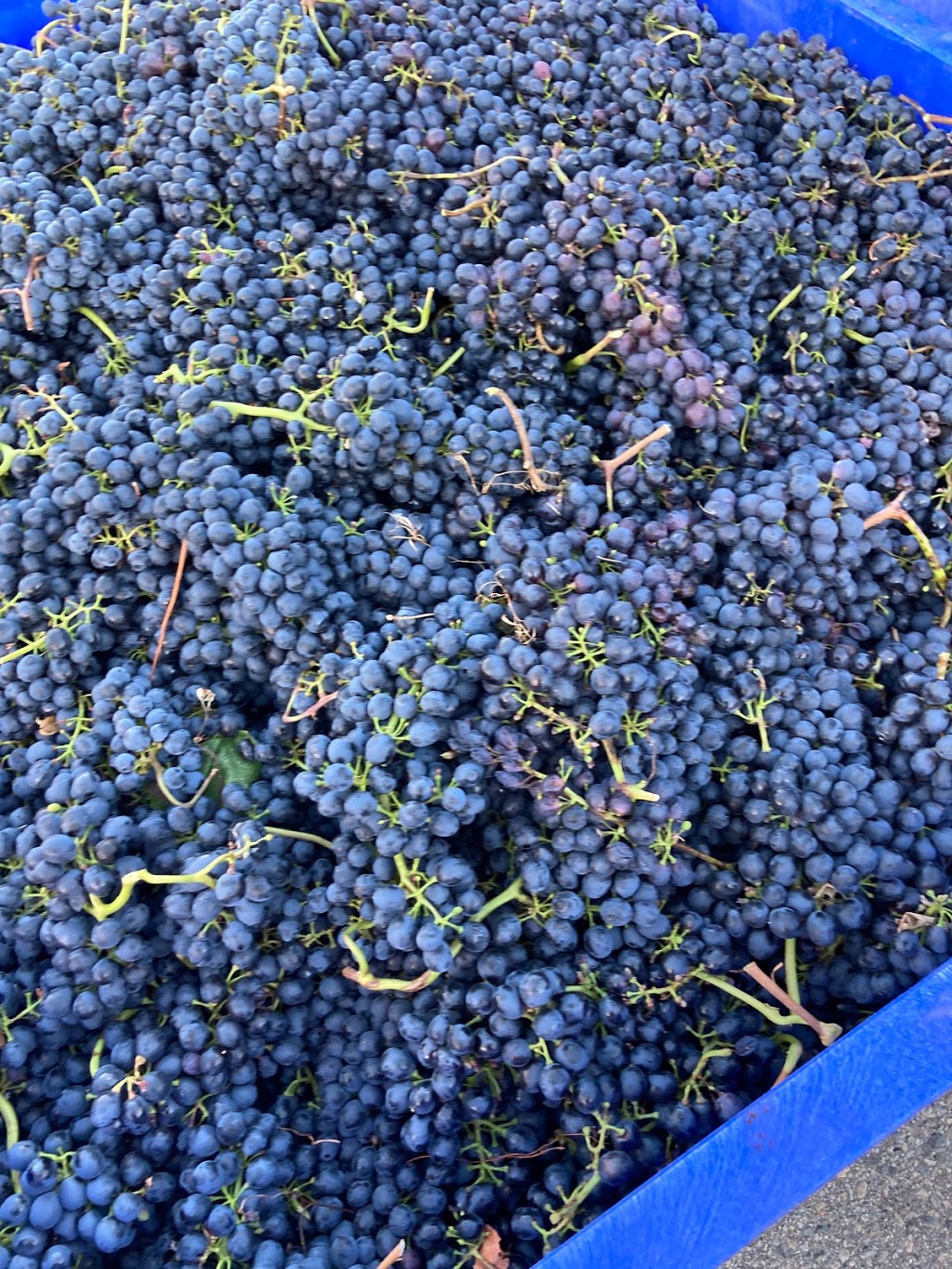 Gold Hill Winery | 3502 Fruitvale Way, Oliver, BC V0H 1T1, Canada | Phone: (250) 495-8152