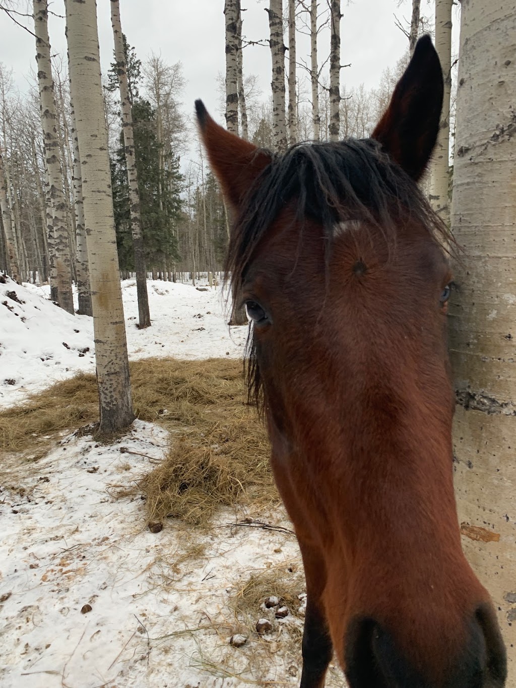 Bear Valley Rescue | Mountain View County, 31123 Range Rd 60, Sundre, AB T0M 1X0, Canada | Phone: (403) 637-2708