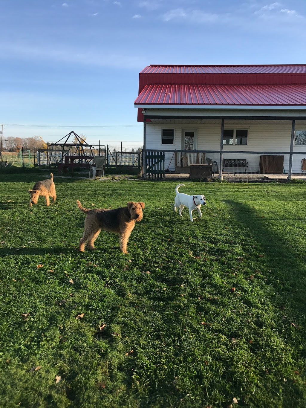 Ivy league canine center | 775 Chemin St Thomas, Rigaud, QC J0P 1P0, Canada | Phone: (514) 718-7475