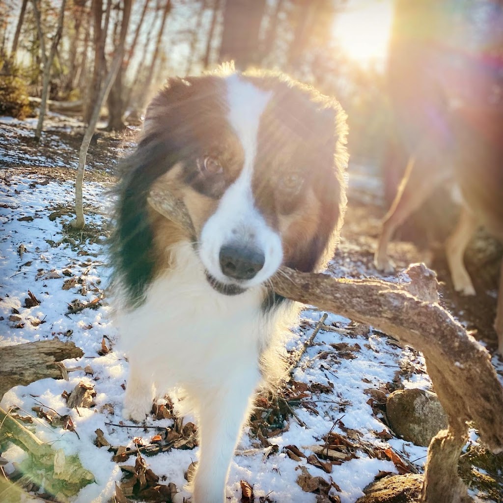 Groovytown Dog Lodge | 286 Shane St, Odessa, ON K0H 2H0, Canada | Phone: (613) 583-3647