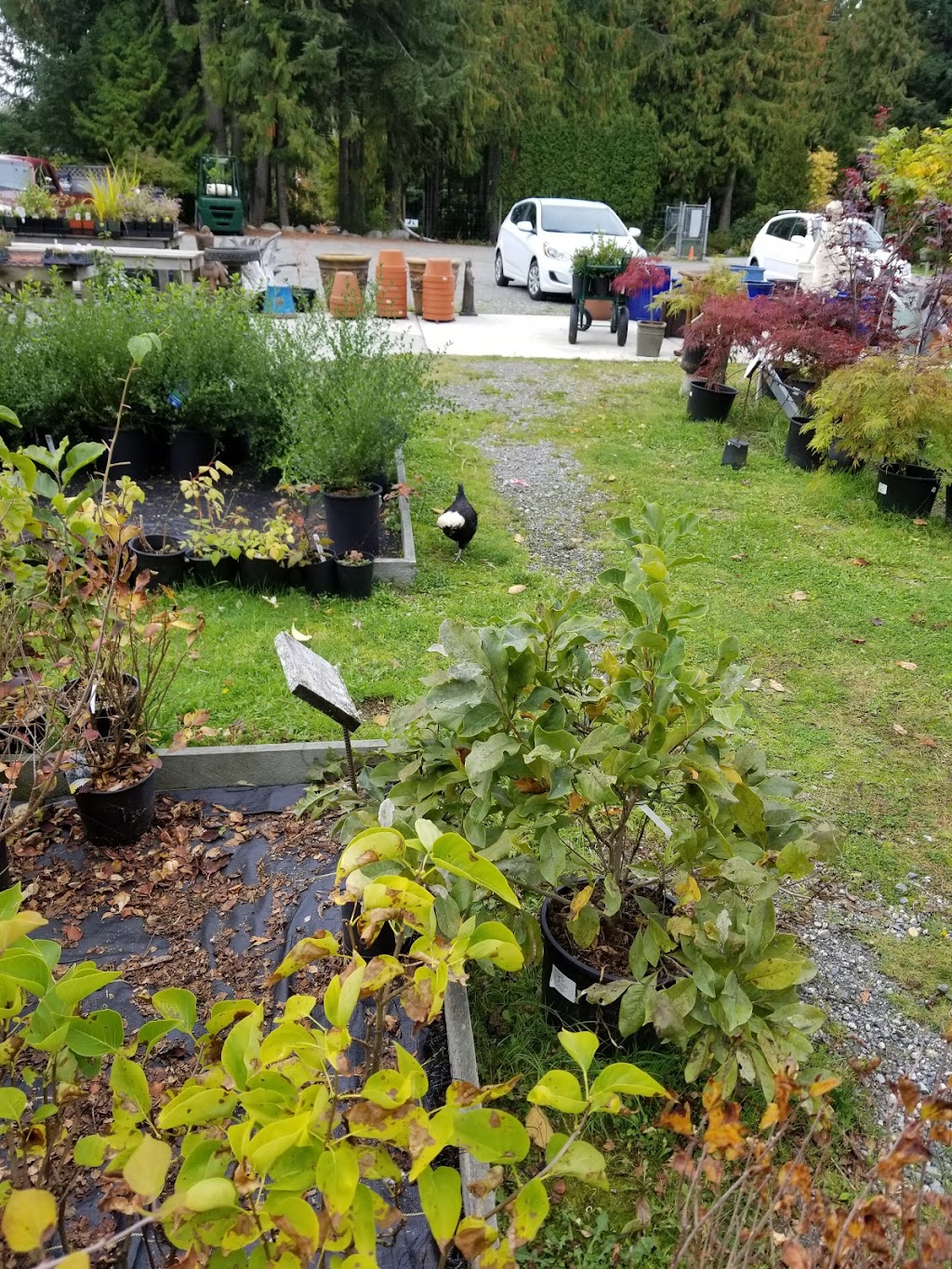 Springtime Garden Centre | 5300 Yukon Ave, Powell River, BC V8A 4H4, Canada | Phone: (604) 483-3681