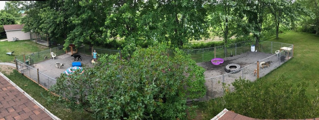 Pension et Toilettage Chez Monsieur Xavier (Mauricie) | 701 Chemin de la Grande Rivière N, Yamachiche, QC G0X 3L0, Canada | Phone: (581) 997-1178