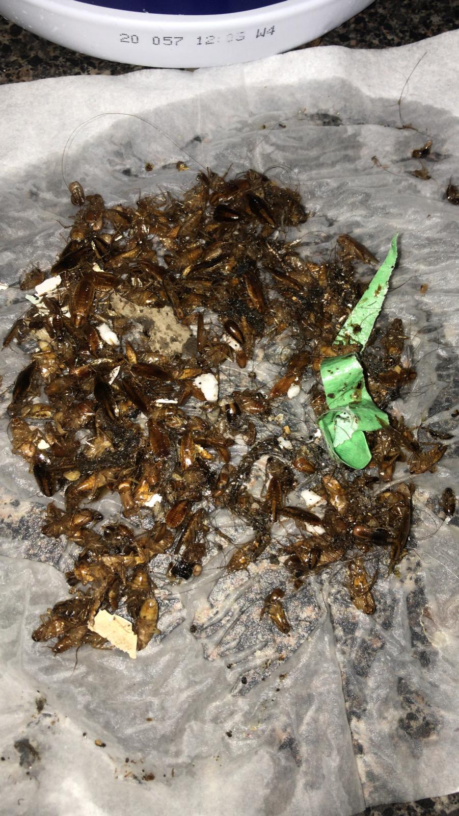 Provincial Pest Control (Ant Control) | 4243C Dundas St W Unit #9, Etobicoke, ON M8X 1Y3, Canada | Phone: (647) 370-9613