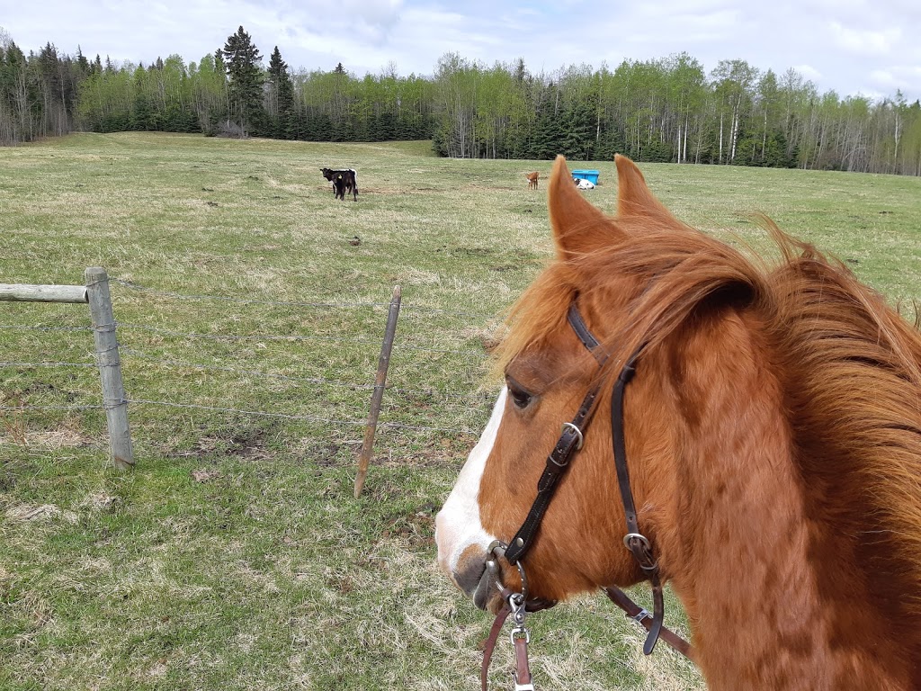 James River Horse Palace | Mountain View County, AB T0M 1C0, Canada | Phone: (403) 638-9494